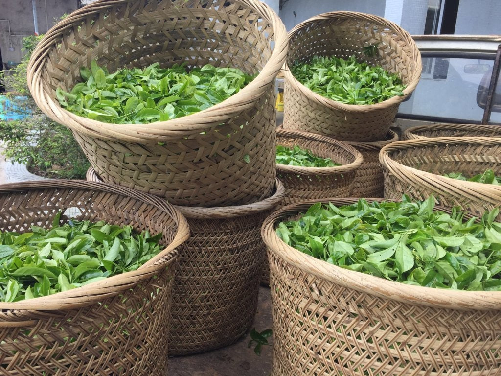 Phoenix Dan Cong Oolong Tea Ya Shi Xiang Duck Shit Fragance