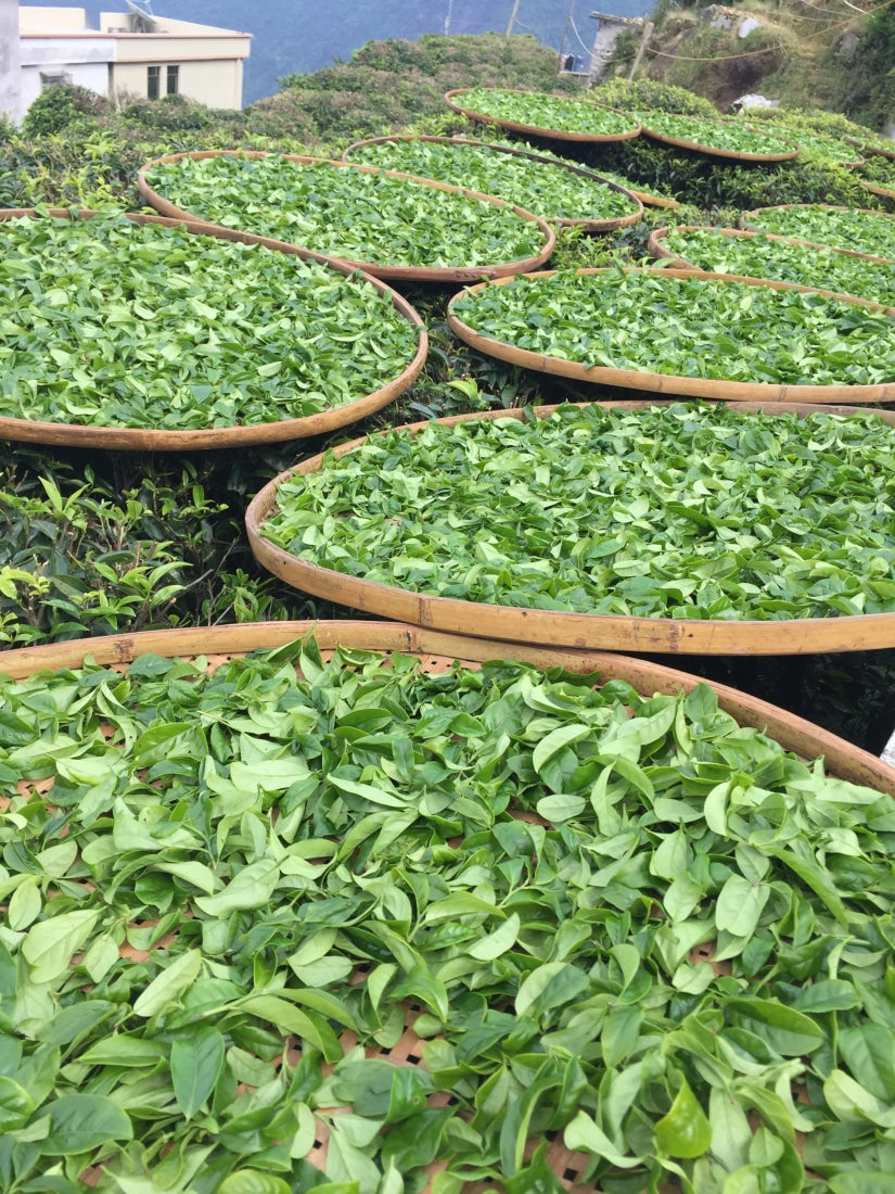 Phoenix Dan Cong Oolong Tong Tian Xiang Heavenly Fragrance