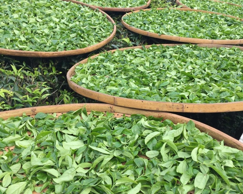 Phoenix Dan Cong Oolong Tong Tian Xiang Heavenly Fragrance