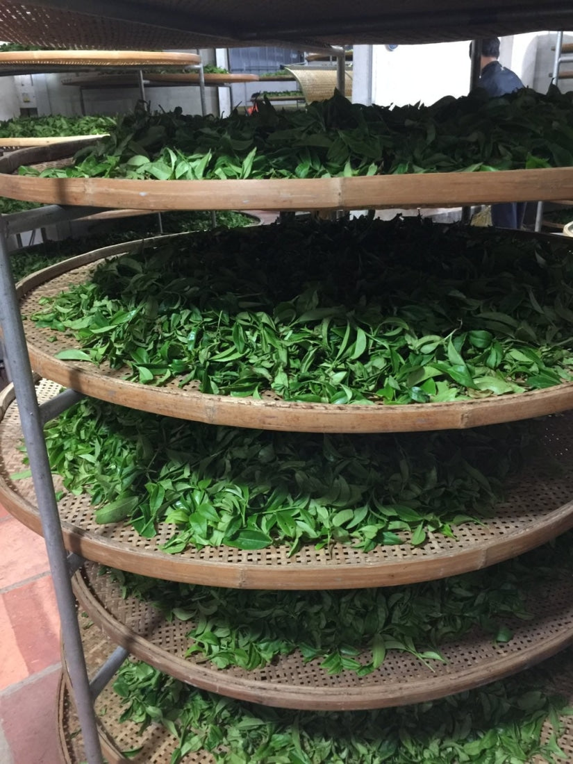 Phoenix Dan Cong Oolong White Leaf Bai Ye