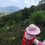 Phoenix Dan Cong Oolong White Leaf Bai Ye