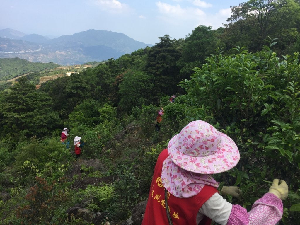 Phoenix Dan Cong Oolong White Leaf Bai Ye