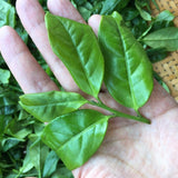 Phoenix Dan Cong Oolong Old Tree Honey Orchid Mi Lan Xiang