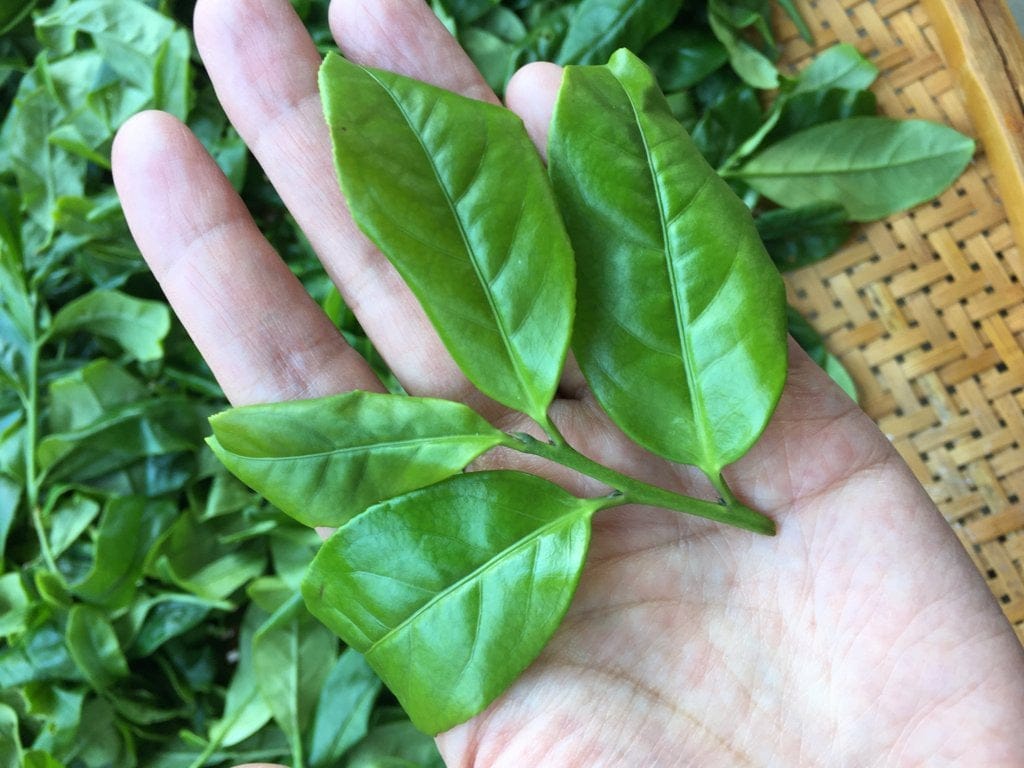 Phoenix Dan Cong Oolong Old Tree Honey Orchid Mi Lan Xiang