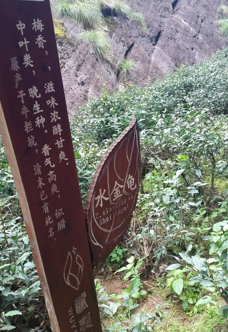 Legacy Wuyi Rock Oolong Golden Water Turtle Shui Jin Gui