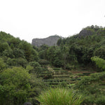 Signature Rou Gui Wuyi Oolong Tea Gift Box Cat’s Ear Rock