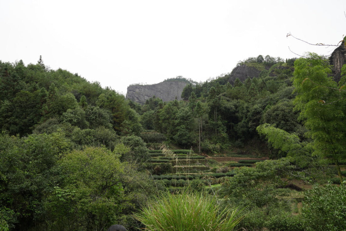 Signature Rou Gui Wuyi Oolong Tea Gift Box Cat’s Ear Rock