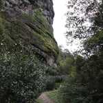 Legacy Wuyi Rock Oolong Golden Water Turtle Shui Jin Gui