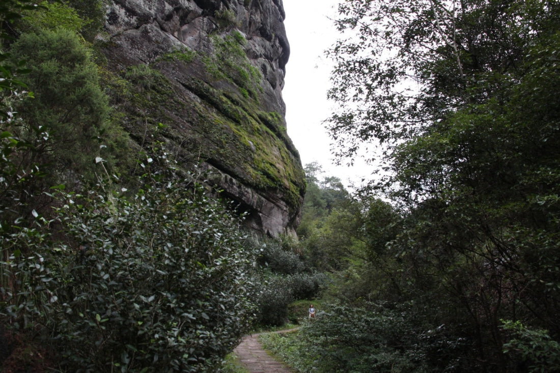 Legacy Wuyi Rock Oolong Golden Water Turtle Shui Jin Gui