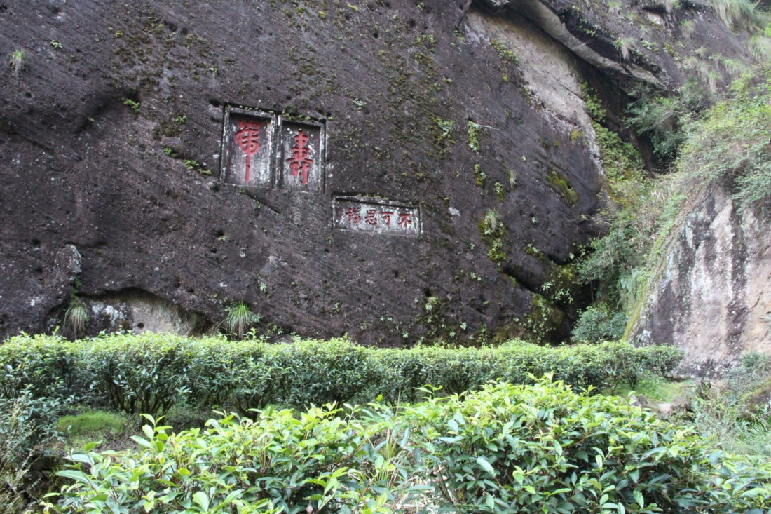 Legacy Wuyi Rock Oolong Golden Water Turtle Shui Jin Gui