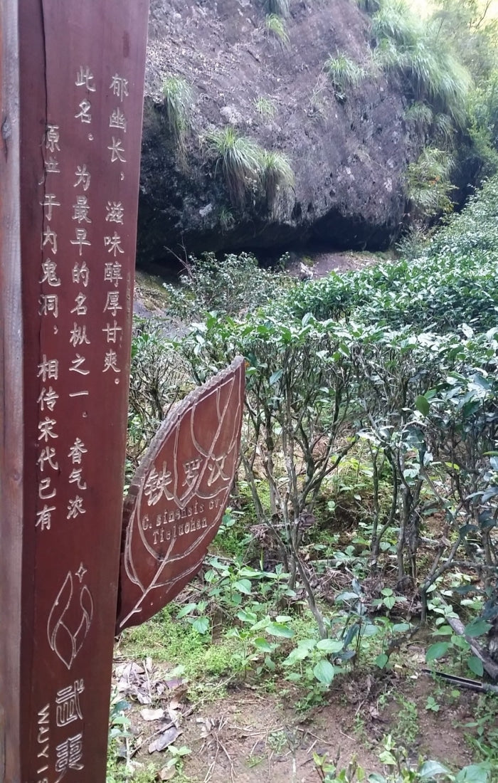 Legacy Wuyi Rock Oolong Iron Monk Tie Luo Han