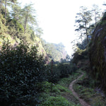 Legacy Wuyi Rock Oolong Iron Monk Tie Luo Han