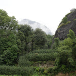 Signature Wuyi Rock Oolong Wuyuan Jian Rou Gui