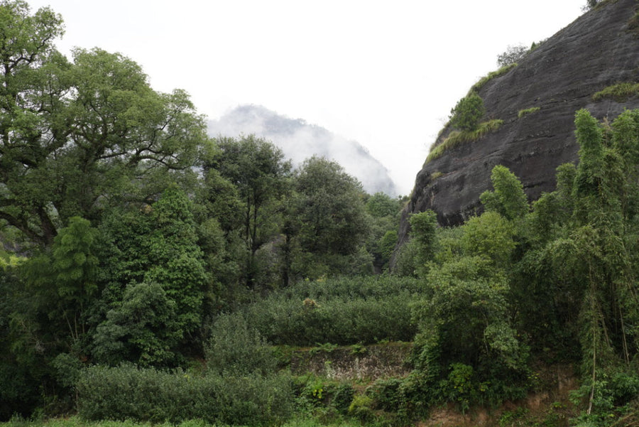 2019 Signature Wuyi Rock Oolong Wuyuan Jian Rou Gui