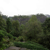 Signature Wuyi Rock Oolong Wuyuan Jian Rou Gui