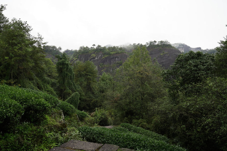 2019 Signature Wuyi Rock Oolong Wuyuan Jian Rou Gui