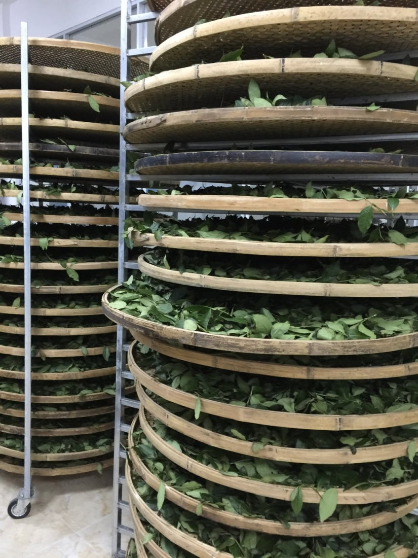 Top Grade Floral Anxi Tie Guan Yin Iron Goddess of Mercy Oolong