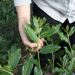 Top Grade Floral Anxi Tie Guan Yin Iron Goddess of Mercy Oolong