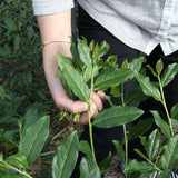 Top Grade Floral Anxi Tie Guan Yin Iron Goddess of Mercy Oolong