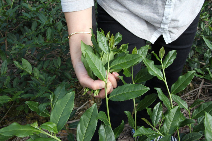 Oolong Tea - Top Grade Floral Anxi Tie Guan Yin Iron Goddess of Mercy