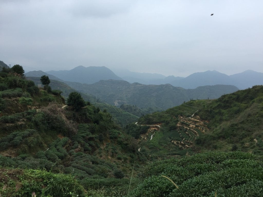 Top Grade Floral Anxi Tie Guan Yin Iron Goddess of Mercy Oolong