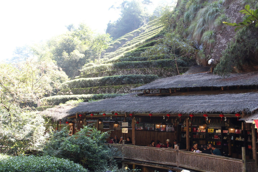 Oolong Tea - Wuyi Rock Oolong Award-winning Big Red Robe Da Hong Pao