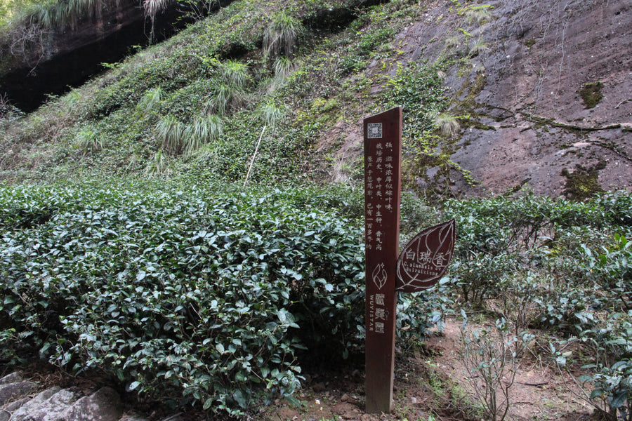 Oolong Tea - Wuyi Rock Enchanting Fragrance Rui Xiang MeiMei Fine Teas