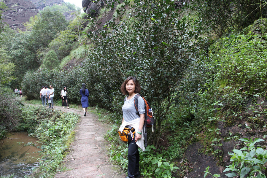 Oolong Tea - Wuyi Rock Oolong Tea Old Bush Lao Cong Shui Xian