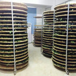 Wuyi Rock Oolong Tea Enchanting Fragrance Rui Xiang