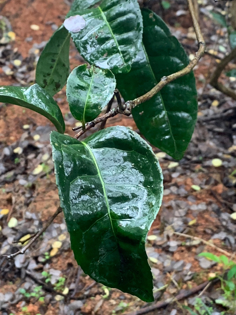 Wuyi Rock Oolong Tea Premium Fo Shou Buddha’s Hand