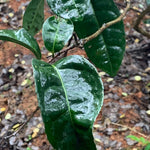 Wuyi Rock Oolong Tea Premium Fo Shou Buddha’s Hand