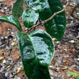 Wuyi Rock Oolong Tea Premium Fo Shou Buddha’s Hand