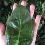 Wuyi Rock Oolong Tea Premium Fo Shou Buddha’s Hand