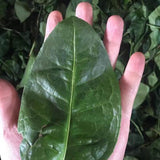 Wuyi Rock Oolong Tea Premium Fo Shou Buddha’s Hand