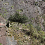 Wuyi Rock Oolong Award-winning Big Red Robe Da Hong Pao