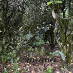 Wuyi Rock Oolong Tea Old Bush Shui Xian Narcissus