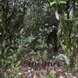 Wuyi Rock Oolong Tea Old Bush Shui Xian Narcissus