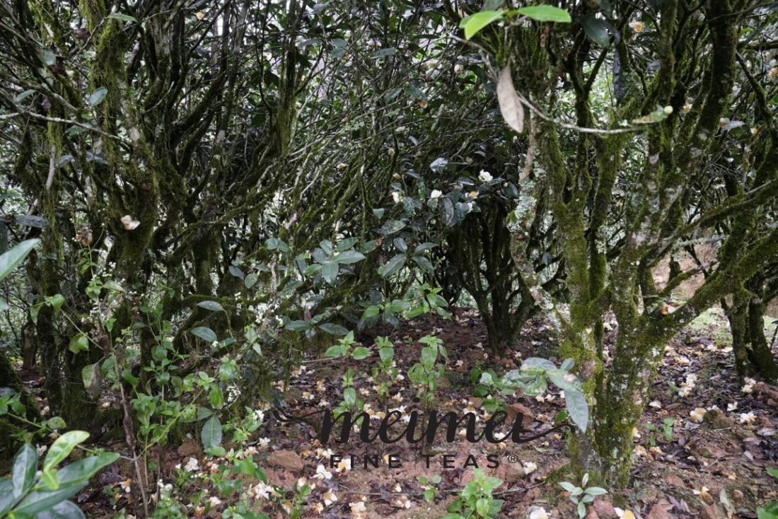 Wuyi Rock Oolong Tea Old Bush Shui Xian Narcissus