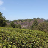 Wuyi Rock Oolong Premium Rare Orchid Qi Lan