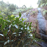 Wuyi Rock Oolong Tea Stone Milk Fragrance Shi Ru Xiang