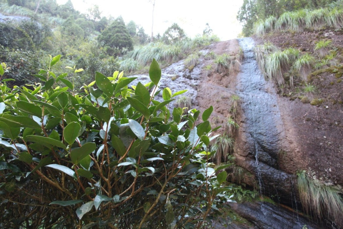 Wuyi Rock Oolong Tea Stone Milk Fragrance Shi Ru Xiang