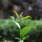 Wuyi Rock Oolong Tiger Rock Rou Gui Cinnamon