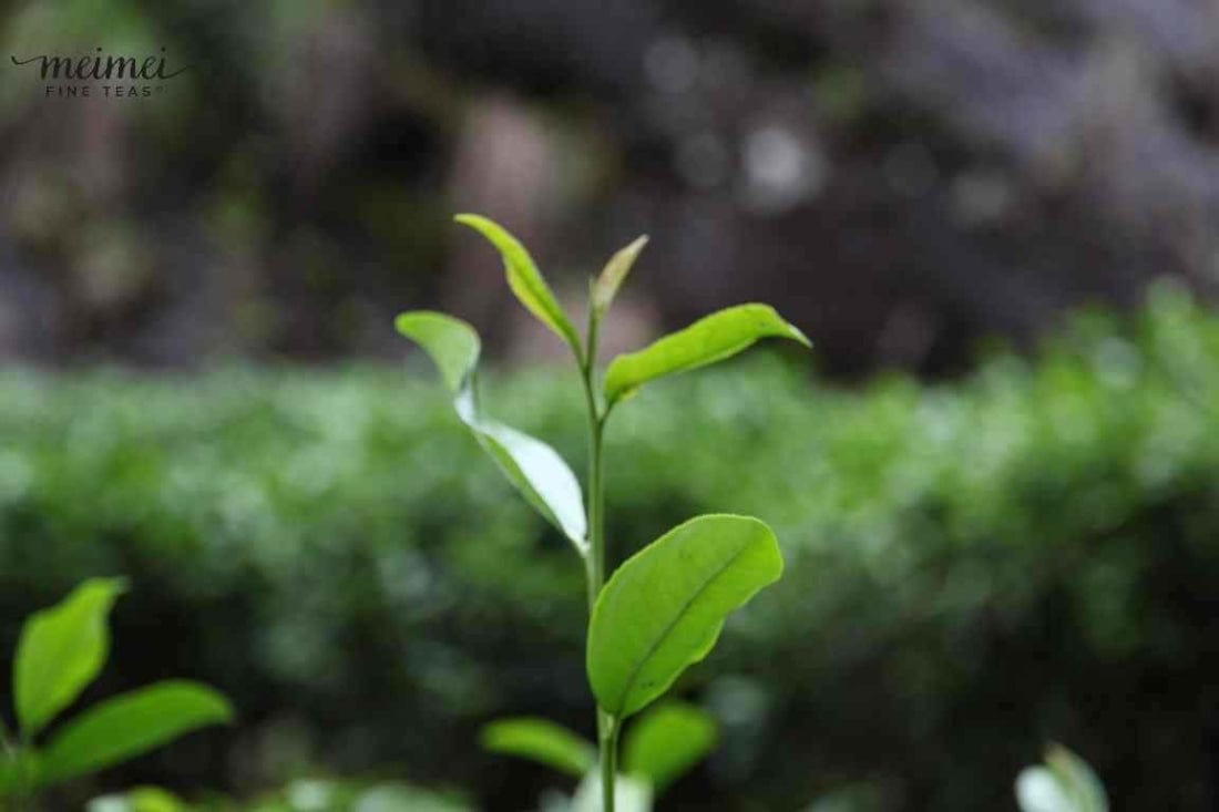 Wuyi Rock Oolong Tiger Rock Rou Gui Cinnamon