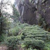 Wuyi Rock Oolong Tiger Rock Rou Gui Cinnamon