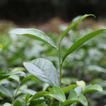 Wuyi Rock Oolong Rou Gui Swallow’s Cave Yan Zi Ke