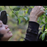 Lao Ban Zhang Pu-erh Tea village