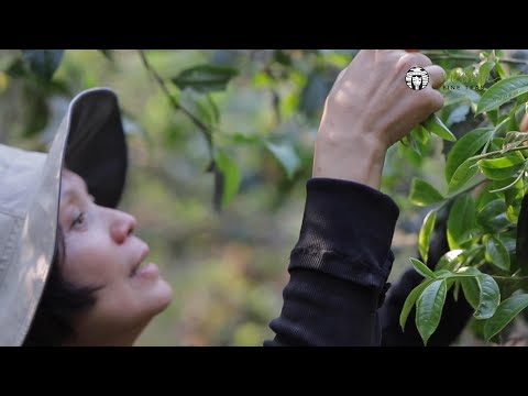 Lao Ban Zhang Pu-erh Tea village
