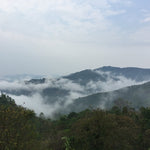 1999 Vintage Yiwu Zhen Shan Raw Sheng Pu-erh Tea