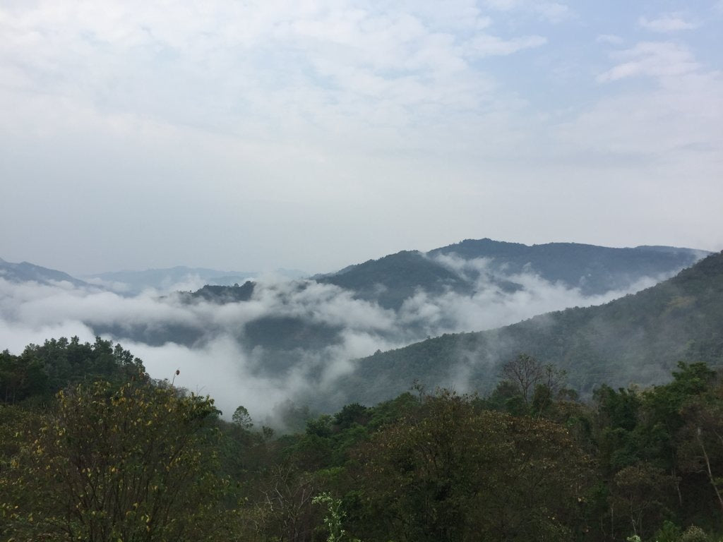 1999 Vintage Yiwu Zhen Shan Raw Sheng Pu-erh Tea