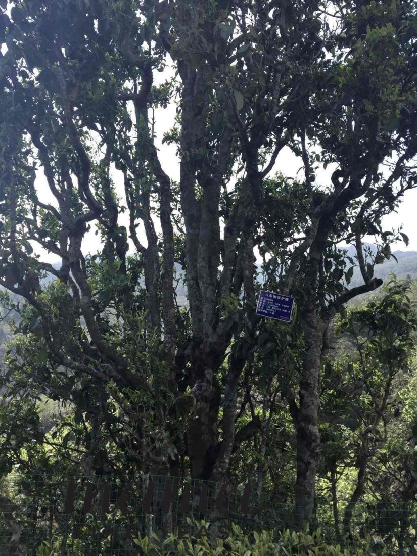 2013 Ancient Tree Raw Pu-erh Tea Mushroom-Shaped Tuo Cha